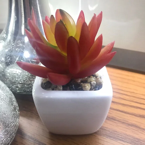 Suculenta